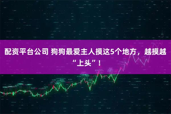 配资平台公司 狗狗最爱主人摸这5个地方，越摸越“上头”！